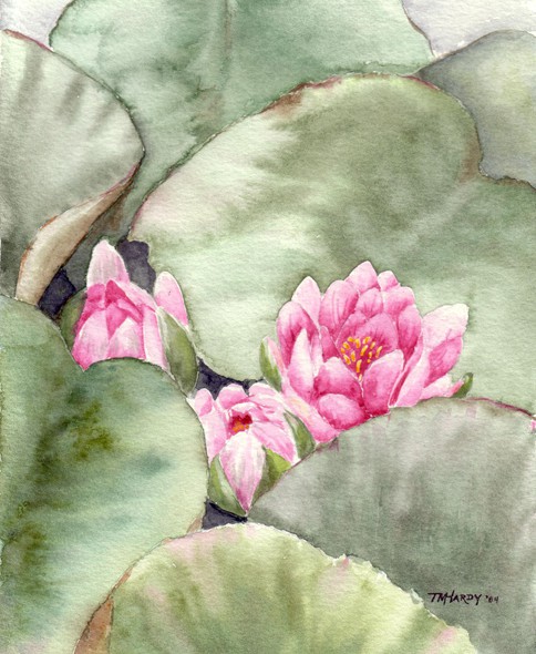 Water Lillies
